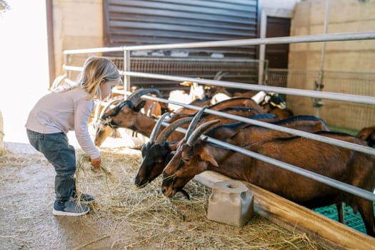 Little girl feeds hay to the big brown goats leaning out from behind the fence of the pen. High quality photo