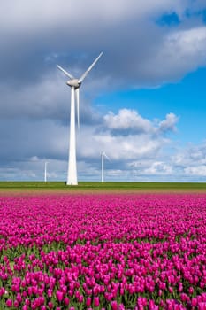 A picturesque scene of a windmill standing tall in the background, surrounded by a field filled with vibrant purple tulips swaying in the breeze of spring. in the Noordoostpolder Netherlands