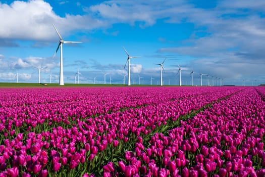 A vibrant field of purple tulips stretches towards the horizon, with iconic Dutch windmill turbines gently turning in the background on a sunny Spring day. in the Noordoostpolder Netherlands