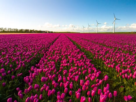 A vibrant field of pink tulips sways gracefully under the blue sky, with majestic windmills spinning in the background. windmill turbines in the Noordoostpolder Netherlands