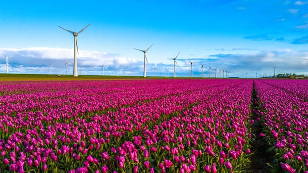 windmill park with spring flowers and a blue sky, windmill park in the Netherlands aerial view with wind turbine and tulip flower field Flevoland Netherlands, Green energy, Earth day