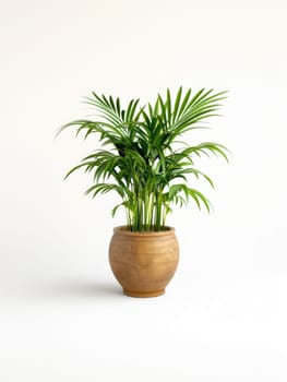 Palm plant in ceramic pot isolated on white background. Green houseplant in pot, palm tree in salon, home decor and interior design concept for posters, banners and advertising. Generation Ai. High quality photo
