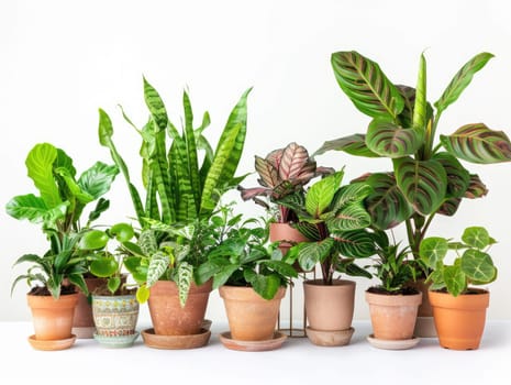 Potted plants isolated on white background. Collection of various houseplants in pots. Plant decoration, home gardening, and clean air concept for design and advertising. Ai generation. High quality