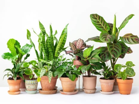 Potted plants isolated on white background. Collection of various houseplants in pots. Plant decoration, home gardening, and clean air concept for design and advertising. Ai generation. High quality
