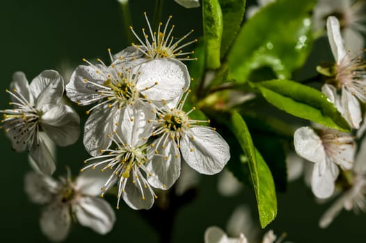 Beautiful white cherry blossoms on a green background. Flower head close-up.