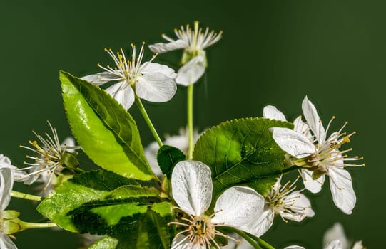 Beautiful white cherry blossoms on a green background. Flower head close-up.