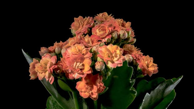 Beautiful blooming Orange kalanchoe flowers isolated on a black background. Flower heads close-up.