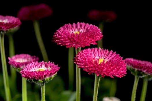 Beautiful blooming Daisy red Bellis flowers isolated on a black background. Flower head close-up.