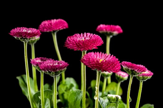 Beautiful blooming Daisy red Bellis flowers isolated on a black background. Flower head close-up.