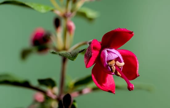 Beautiful blooming Red fuchsia flower on a green background. Flower head close-up.