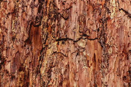 the tough protective outer sheath of the trunk, branches, and twigs of a tree or woody shrub