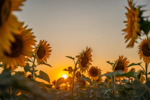 Field sunflowers in the warm light of the setting sun. Summer time. Concept agriculture oil production growing