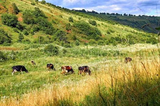 a large group of animals, especially hoofed mammals, that live, feed, or migrate together