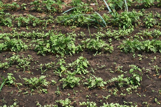 a small piece of ground used to grow vegetables, fruit, herbs, or flowers