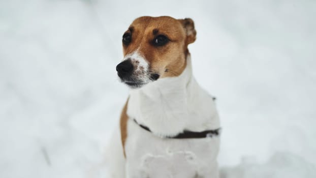 A Jack Russell Terrier trembles in the winter snow