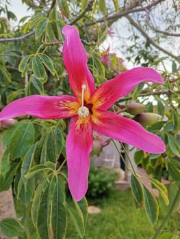 pink flower blooming of Floss Silk Tree (Ceiba speciosa)