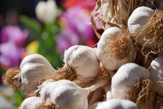 close up pf garlic on white background,,