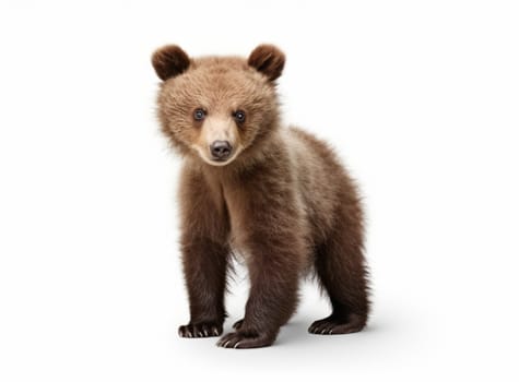 Adorable brown Bear cub isolated on the white background. Small beautiful Ursus arctos standing sideways. Close-up of funny wild animal looking at the camera