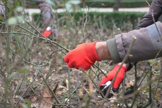 Person kneeling on soil, cutting tree branches with scissors.