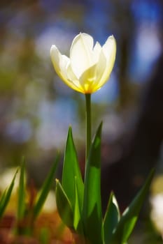 Closeup, white Tulips or flower on a sunny day for growing, gardening and romantic bouquet for love. Leaf, blossom and floral plant in nature for season change, gift or florist with bright color.