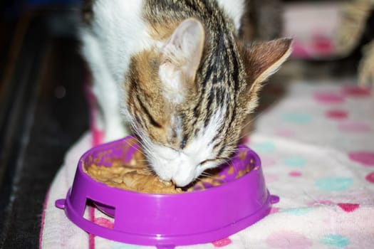 A domestic shorthaired Felidae, a small to mediumsized carnivorous cat, is eating from a pink bowl with whiskers and a snout from a pet supply store