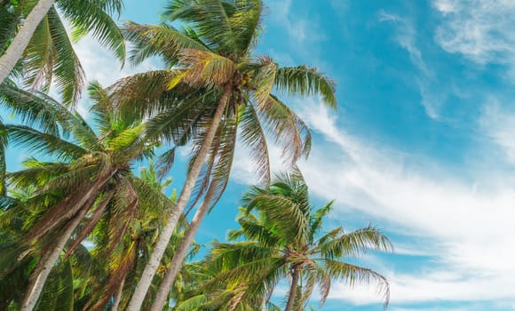 Bottom view of palm trees against a beautiful blue sky. Green palm tree on blue sky background. View of palm trees against sky. Palm tree in gentle tropical breeze. View of nice tropical background.