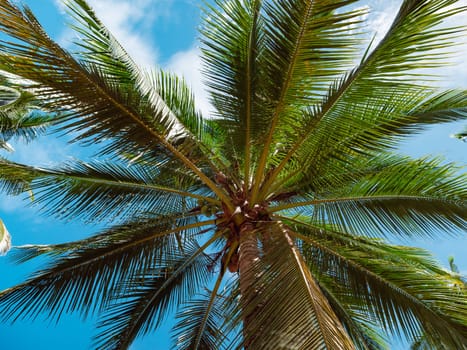 Bottom view of palm trees against a beautiful blue sky. Green palm tree on blue sky background. View of palm trees against sky.