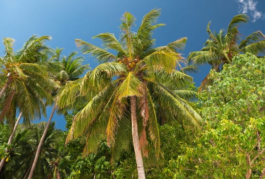 Bottom view of palm trees against a beautiful blue sky. Green palm tree on blue sky background. View of palm trees against sky. Palm tree in gentle tropical breeze.