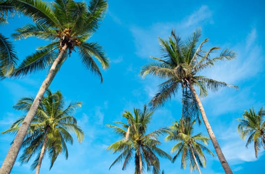 Bottom view of palm trees against a beautiful blue sky. Green palm tree on blue sky background. View of palm trees against sky. Palm tree in gentle tropical breeze.