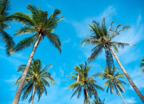 Bottom view of palm trees against a beautiful blue sky. Green palm tree on blue sky background. View of palm trees against sky. Palm tree in gentle tropical breeze.