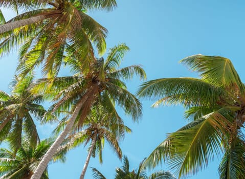 Bottom view of palm trees against a beautiful blue sky. Green palm tree on blue sky background. View of palm trees against sky. Palm tree in gentle tropical breeze.