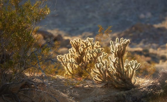 Nature, desert and cactus on sand for travel in agriculture, sustainable or dry environment. Landscape, outdoor and green ganders cholla plants in eco friendly, agro or natural dune in Mexico