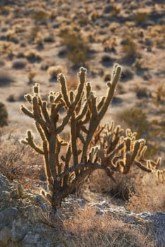 Cactus, plant and desert in California National park for summer, nature and living organism for ecology. Adaptation, harvest and succulent in mountain for forage, sustainability and environment.