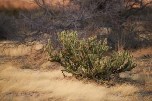 Grass, cactus plant and dry land with tree in nature for conservation, sustainability and environment in Texas. Forest, woods and drought in summer with climate change in desert and hot weather.