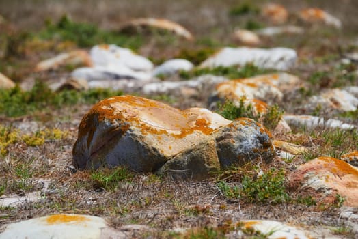 Nature, landscape and field with rocks, bush and natural growth in wilderness for conservation with biodiversity. Plants, stones and green environment with sustainable ecosystem in desert oasis