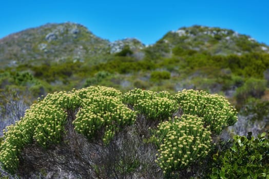 Nature, landscape and bush flowers on mountain with blue sky, spring growth and conservation with biodiversity. Plants, green environment and sustainable ecosystem for flora on hill in countryside.