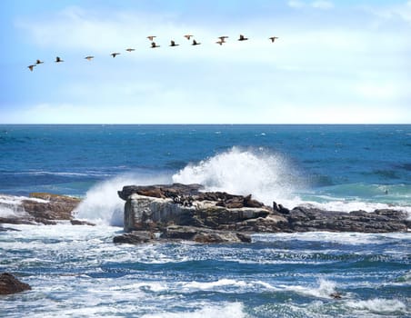 Ocean, blue sky and rock with wave in nature for environment, sustainability and beauty with birds. Water, beach and splash on stone in California for ecosystem, sunshine and background of sea.