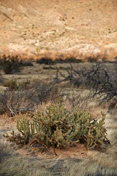 Desert, landscape and nature with plants, earth and peace with summer, weather or rocky. Empty, flowers or sand with environment, dust or field with cactus, mountain or travel with vacation or growth.