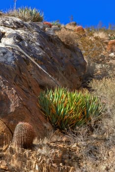 Desert, landscape and nature with plants, sunshine and peace with summer, environment and rocky. Empty, hill or wildlife with sky, dust and sand with cactus, mountain or travel with vacation or field.