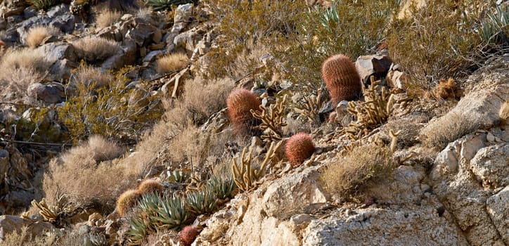 Nature, biodiversity and cactus plants in desert on mountain, bush or environment of California, USA. Hill, cliff and sustainable growth of indigenous ecology with shrub, grass and summer in dry land.