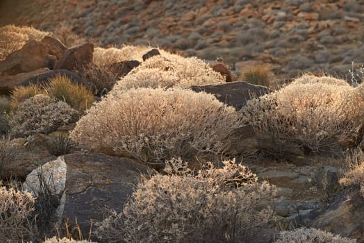 Desert, shrub and plants in nature with bush environment outdoor in California, USA. Natural, landscape and growth of indigenous foliage in summer with biodiversity in dry land, soil and grass.