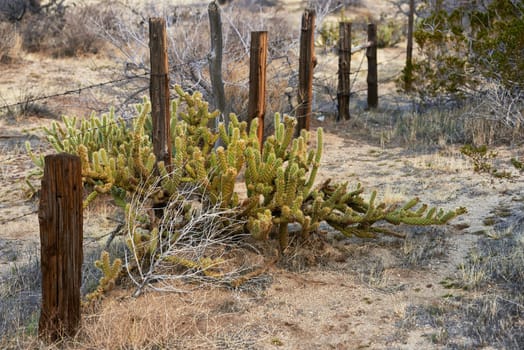 Desert, cactus and bush plant on land outdoor in environment of California and USA. Nature, succulent and growth of indigenous shrub on farm fence in summer with biodiversity in dry field and soil.