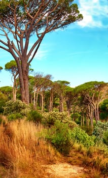 Tree, path and mountain forest or environment for hiking trail or explore traveling, trekking or holiday. Foliage, grass and woods journey with California greenery in summer or rural, park or land.