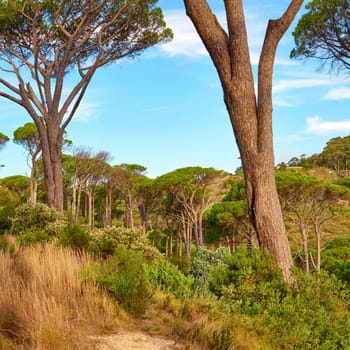 Trees, forest and mountain plants or environment for hiking trail or explore traveling, trekking or holiday. Foliage, grass and woods journey with California greenery in summer or rural, park or land.