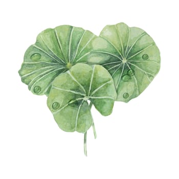 Centella asiatica leaves and dew drops . Hand drawn green gotu cola extract drops clipart, watercolor pennywort botanical illustration for cosmetics, stickers, packaging, beauty, herbal supplements