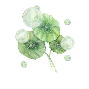 Centella asiatica and green bubbles . Hand drawn gotu cola extract spheres clipart, watercolor pennywort botanical illustration for cosmetics, stickers, packaging, beauty, herbal dietary supplements