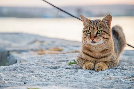 colorful cat resting on the wall outdoors near the sea and looking