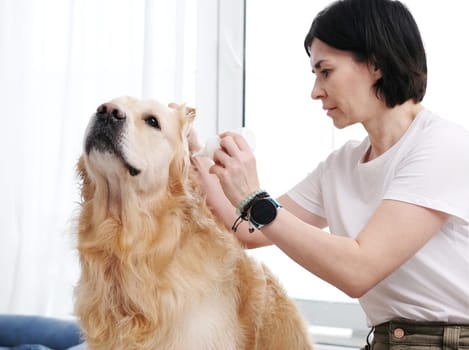 Woman Drips Drops Of Medicine In Ear Of Dog, Golden Retriever Treatment At Home