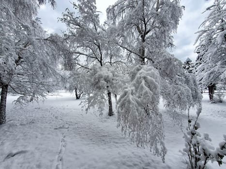 beautiful winter trees in a park covered with snow
