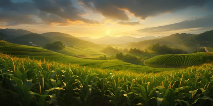 Photo on stretching corn field of meadows, trees, mountains, sunset or sunrise. Corn as a dish of thanksgiving for the harvest. An atmosphere of joy and celebration.